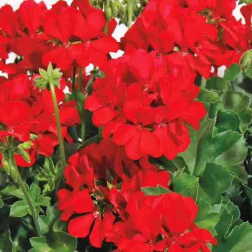 Utile dehors：Géranium Calliope à fleurs rouges - Le pot de 4,5 litres
