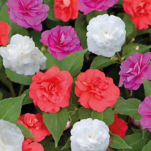Idée extérieur：Impatiens à fleurs doubles - Le pot de 9 x 9 cm