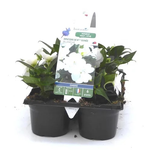 Déco extérieur：Impatiens de Nouvelle Guinée blanche - Le pack de 6 plants