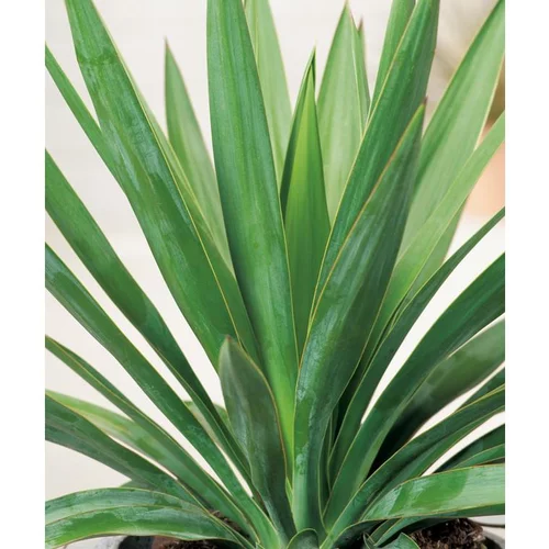 Pour votre espace：Yucca Gloriosa - pot 5 L