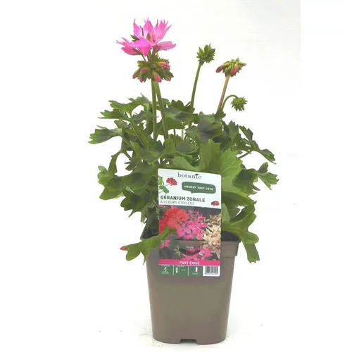 Votre allié au jardin：Géranium zonale à fleurs étoilées - Le pot de 12 x 12 cm