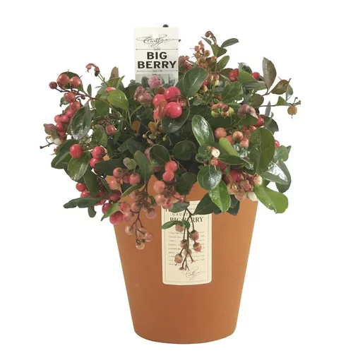 Pour votre espace extérieur：Gaulthéria à baies rouges. Le pot de 16 cm