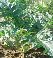 Mon jardin:Cardon Bio. Le pot de 10,5 cm