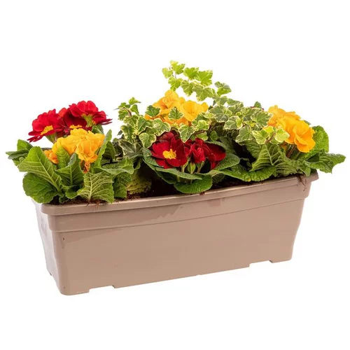 Un atout pour le jardin：Jardinière printanière de Primevère et Lierre à fleurs multicolores - La jardinière de 40 cm