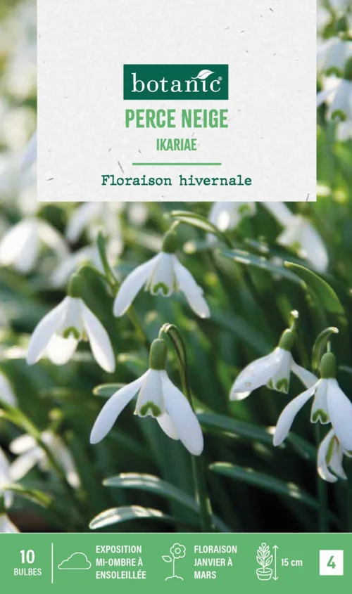 Nature pratique:Perce neige ikariae botanic® - 10 bulbes