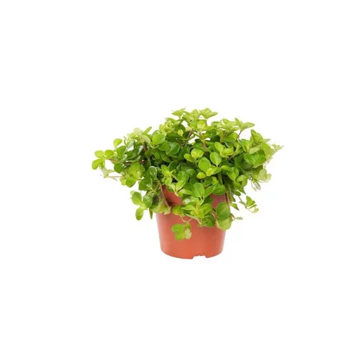 Pour mieux vivre dehors:Peperomia rotundifolia. Le pot Ø 12 cm