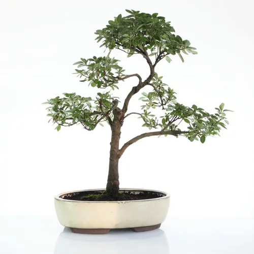 Pour créer votre espace extérieur：Bonsaï rempoté varié botanic® mix taille 7