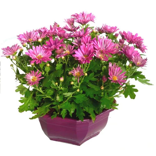 Facile à intégrer à l’extérieur：Chrysanthèmes - La coupe de Ø 25 cm