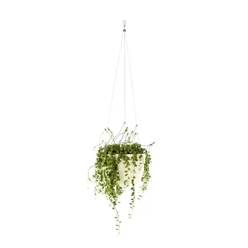 Pour tous les jours：Senecio Rowleyanus suspension Ø14xH30/40 cm
