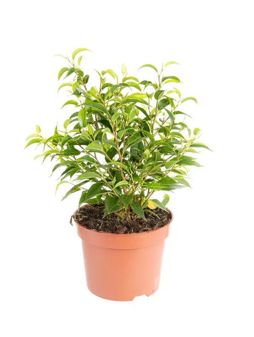 Jardin loisirs:Ficus Natasha. Le pot de Ø 6 cm