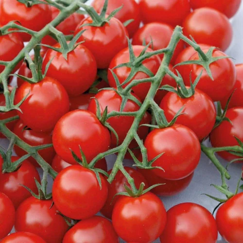 Idée extérieure：Tomate Cocktail Harmony. La barquette de 6 plants