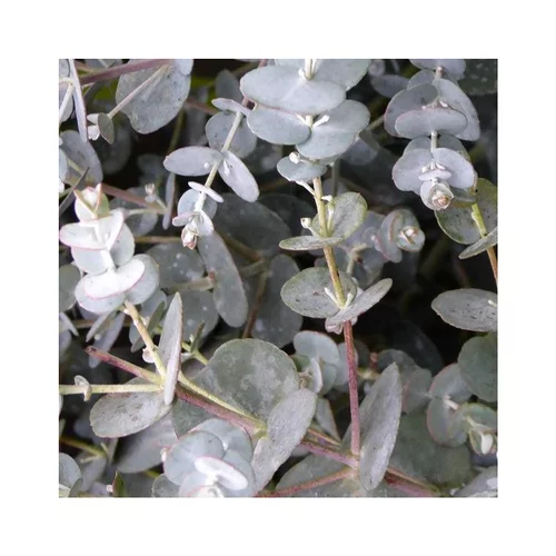 Facile extérieur：Eucalyptus Gunnii coloris bleu. Le pot de 5 litres