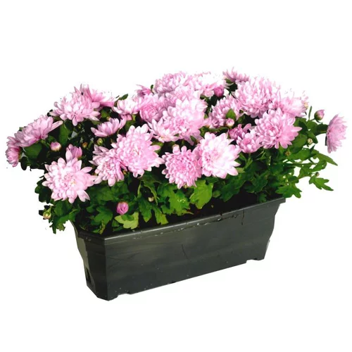 Pour vos jardins:Chrysanthèmes - La jardinière de 50 cm