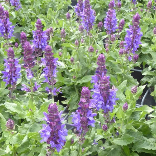 Les incontournables du jardin:Sauge des bois caradonna bleue en pot de 2 L