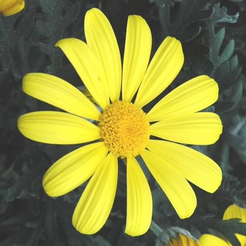 Espace vert malin：Euryops Pectinatus Touffe - Le pot de 25 cm