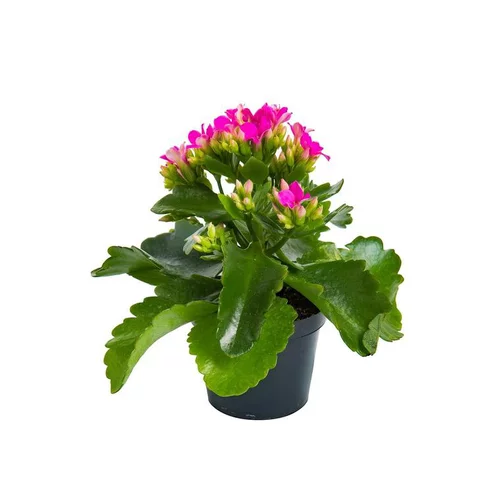 Solution pratique：Kalanchoé Calandiva à fleurs doubles plante baby en pot Ø 6 cm
