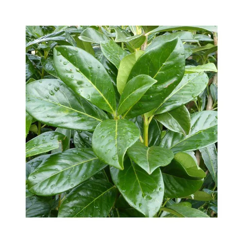 Votre allié au jardin:Laurier cerise ou Laurier palme Caucasica vert. Le pot de 7,5 litres