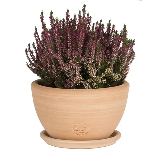 Tout au jardin:Coupe Cuenco lisse en terre cuite - D21x H12