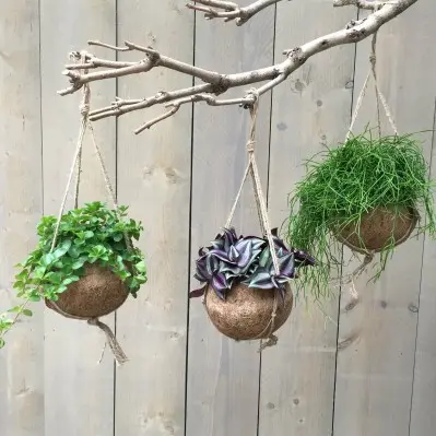 Pour organiser le jardin:Kokodama en fibre de coco. La suspension de Ø 15 X H 25 cm