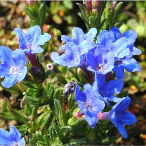 Jardin quotidien:Lithodora ou grémil - Le pot de Ø 13 cm