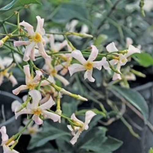 Sélection pour vos extérieurs:Jasmin étoilé PINK SHOWERS. Le pot de 3 litres