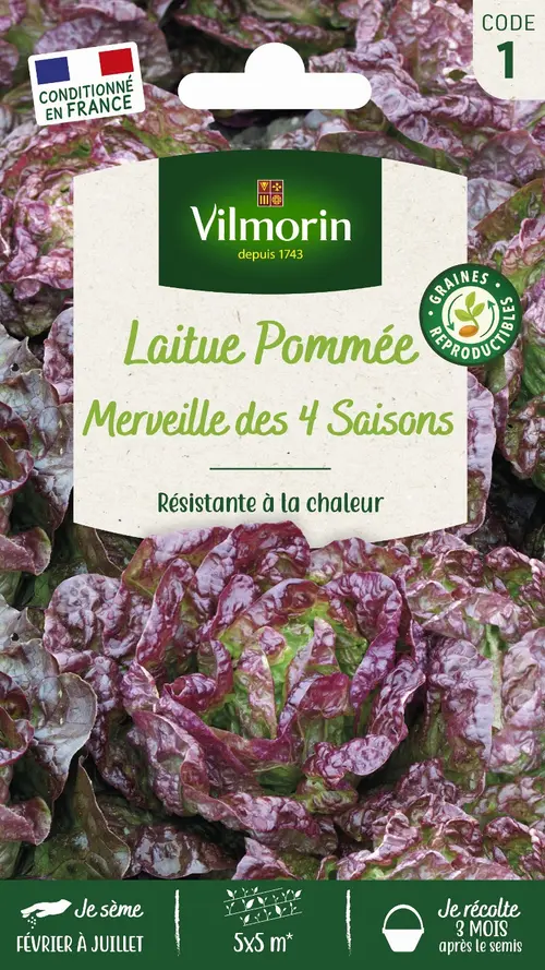 Esprit extérieur：Graines de laitue pommée merveille des quatre saisons coloris violet Vilmorin jardin - graines à semer