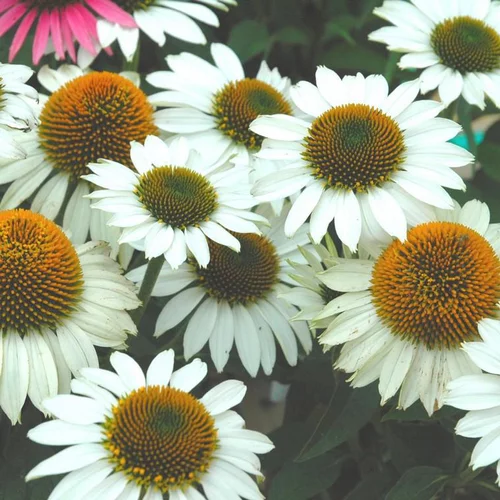 Une sélection pensée pour le jardin：Echinacea Pow Wow White - Le pot de 4 litres
