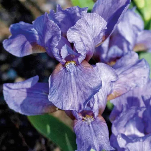 Le choix pour l’extérieur:Iris Nain Bleu - Le pot de 9 x 9 cm