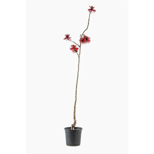 Pour mieux aménager votre jardin：Erythrina Crista Galli (Érythrine Crête de Coq) en pot de 15 L vert