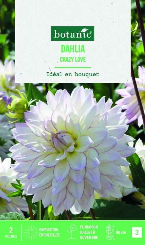 Pour l’univers du jardin:Bulbes de fleurs Dahlia décoratif Crazy Love botanic® - 2 bulbes