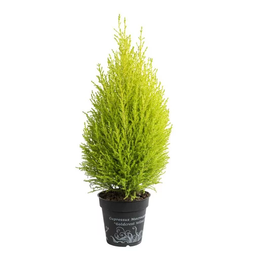 Choix extérieur:Cupressus Gold Crest ou Cyprès doré. Le pot de 1 litre