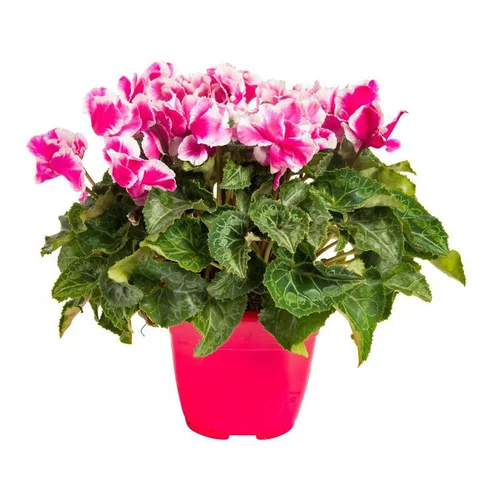 Pour tous vos besoins jardin:Cyclamen Albanico Magenta - Le pot de 14 cm