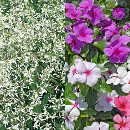 Simple dehors：Pervenche + Euphorbe - La coupe de 27 cm