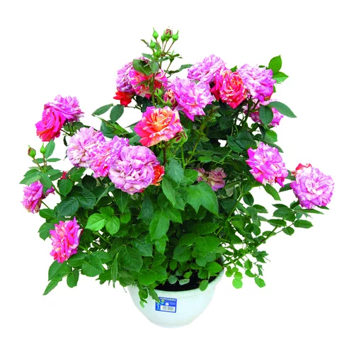 Jardin au quotidien:Rosier Buisson Miniature - La coupe de 20 cm