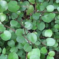 Spécial jardin：Muhlenbeckia - Le pot de 1 litre