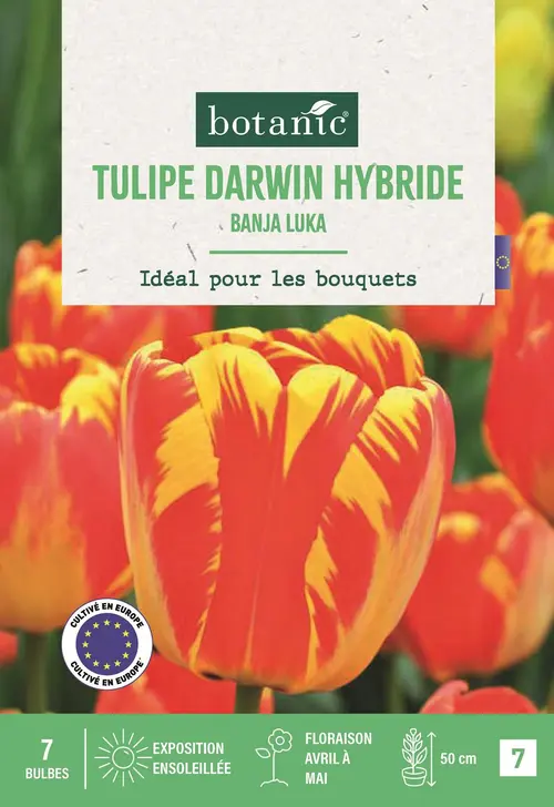 Pour votre jardin:Bulbes de fleurs Tulipe Darwin hybride Banja Luka rouge et jaune botanic® - 7 bulbes