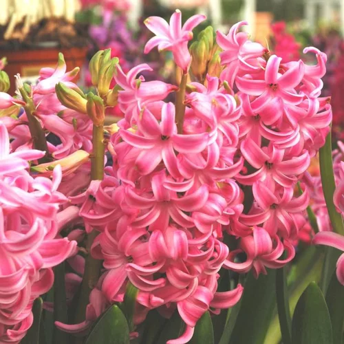 Sélection malin：Jacinthe à fleurs multicolores - Le godet de 7 cm