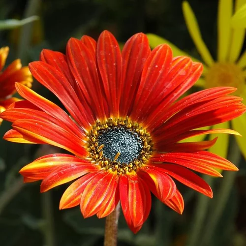 Jardin adapté:Arctotis ou Marguerite africaine à fleurs multicolores - Le pot Ø 14 cm