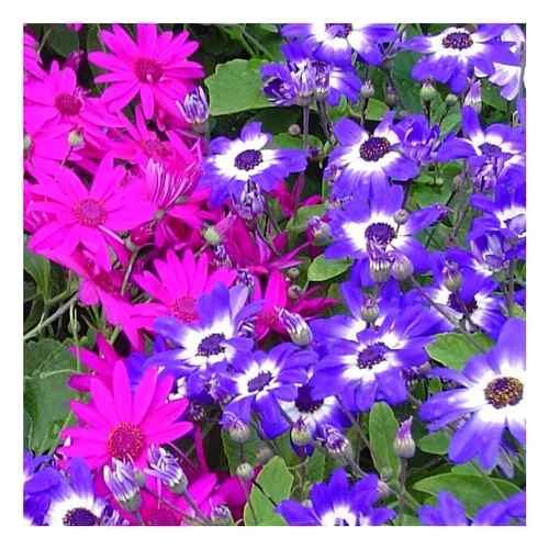 Jardin et loisirs：Cinéraire à fleurs - Le pot de 1 litre