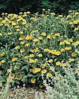 Jardin & loisirs：Phlomis Fruticosa - Le pot de 4 litres