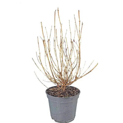 Pour aménager vos extérieurs:Weigelia Marjorie blanc et rose. Le pot de 5 litres