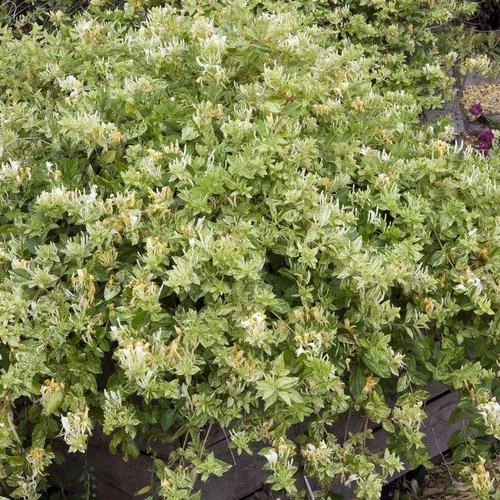 Jardin chez vous:Chevrefeuille JAPONICA MINT CRISP®. Le pot de 4 litres