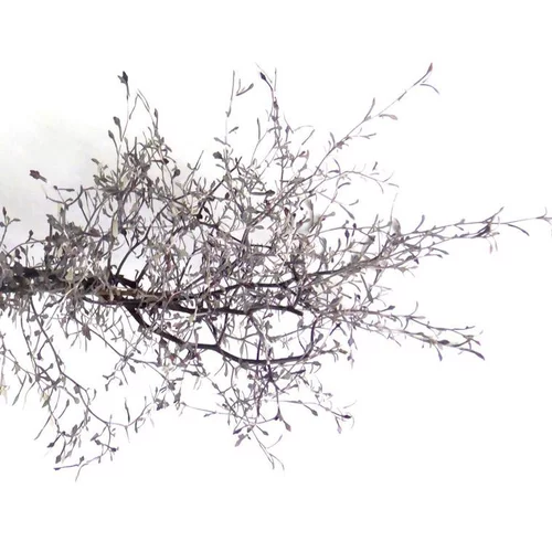 Pour embellir le jardin:Corokia ou Corokie gris - Le pot de 0,5 litre