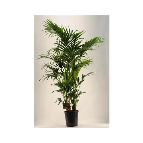 Nature utile：Kentia Forsteriana pot Ø27 cm/ H170 cm