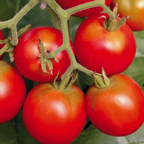 Esprit végétal：Tomate Ronde Précoce De Quimper bio. Le pot de 9 x 9 cm