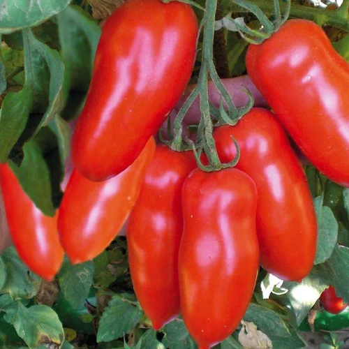 Jardin & nature：Tomate Allongee San Marzano Bio. La barquette de 3 plants