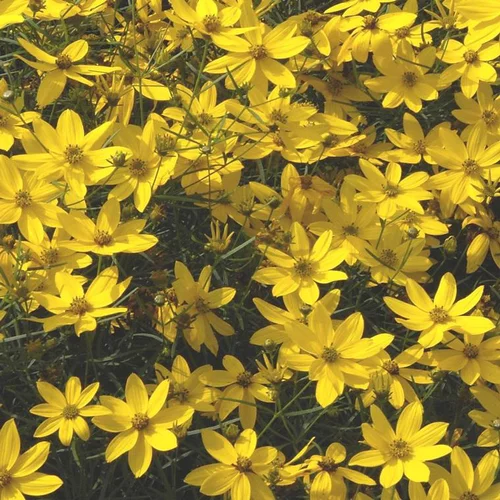 Jardin & solutions:Coreopsis verticillata à fleurs jaunes - Le pot de 1 litre