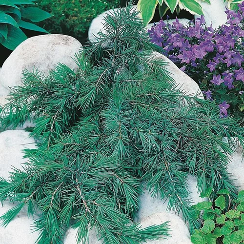 Jardin et idées:Cèdre - pot 15 L