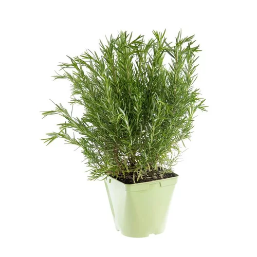 Spécial jardin：Romarin Officinal Bio. Le pot de 2,5 litres