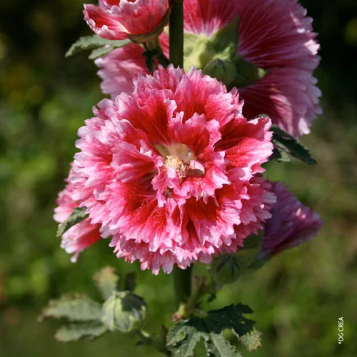 Pour mieux organiser vos extérieurs：Rose Trémière double 'Fiesta Time' - Le pot de 1 litre